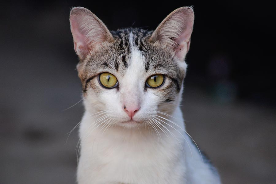 cat looking at camera