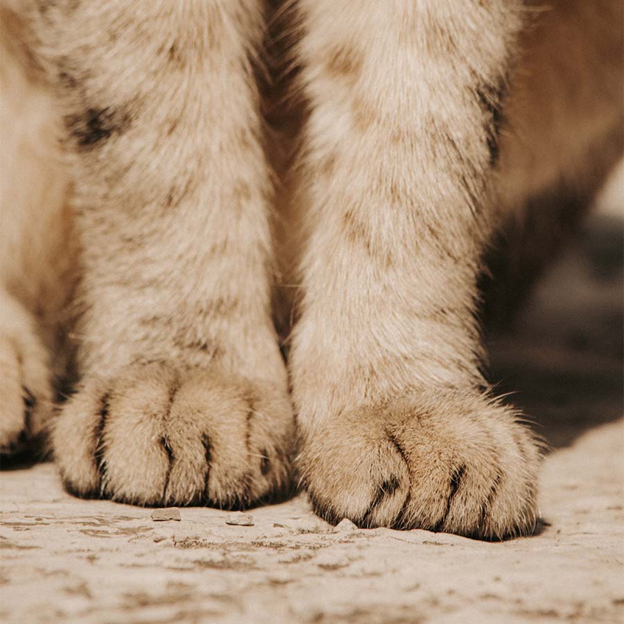 cat front legs and paws