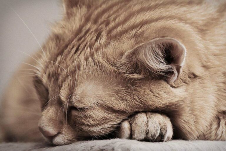 My Cat is Lethargic What’s Causing It? Properties Animal Clinic